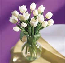 White Tulips Vased Photo of White Tulips Vased