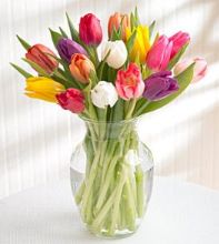 Springtime Tulips Photo of Springtime Tulips
