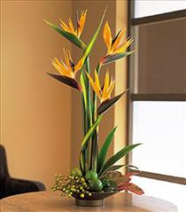 Bird of Paradise Photo of Bird of Paradise plant