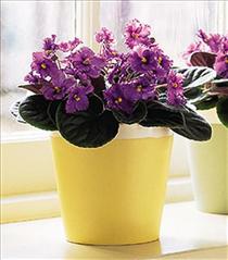 Buy online now! Photo of Purple African Violet