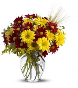 Buy Fall for Daisies Fall for Daisies
