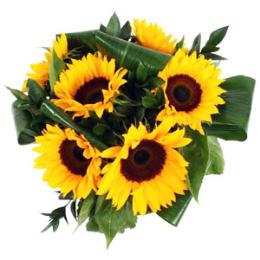 Buy Online Now! Six, Nine or Twelve Sun Flowers Gift Wrapped