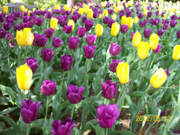 Spring Tulips Spring Tulips