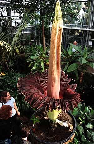 Corpse Flower