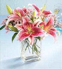 Star Gazer Lily