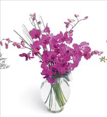 Morning Joy Orchids