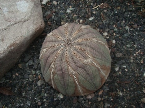 plant baseball plants weird flowers exotic endangered into look extinct webecoist via