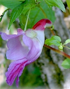 Parrot Flower
