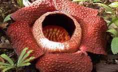 Stinking Corpse Lily