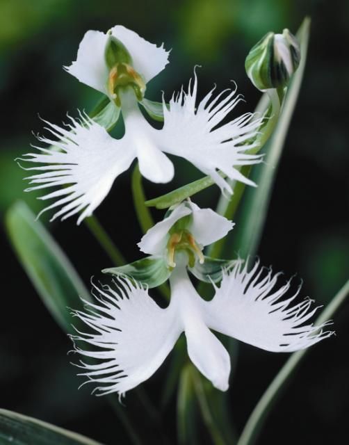 White Egret