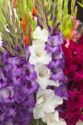 Gladiolus Flower