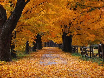 Beautiful Fall Walk