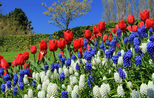 Field of Beautiful Flowers Bulbs