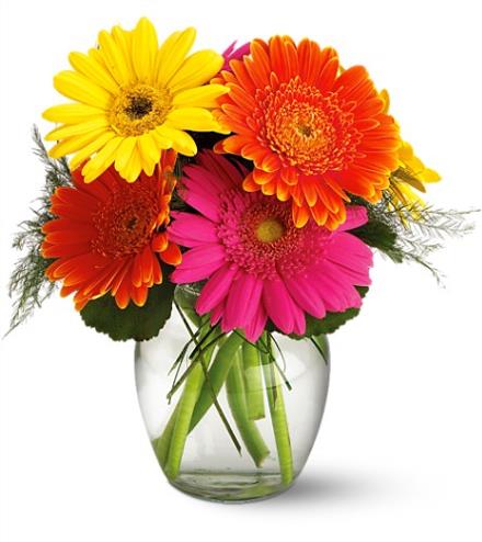 Fiesta Gerbera