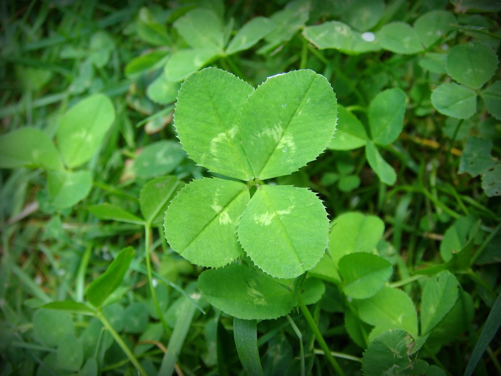 Four-leaf clover
