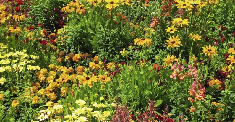 Spring/Summer Garden Flowers