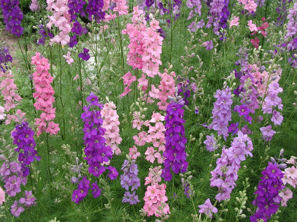 July flower of discount the month