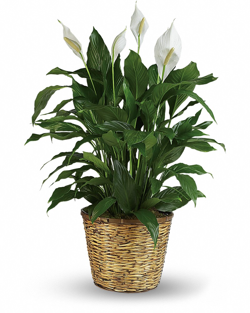 Simply Elegant Spathiphyllum - Large