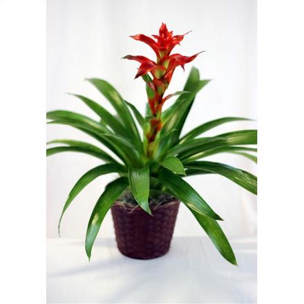 Bromeliad Plant in Wicker - 2067