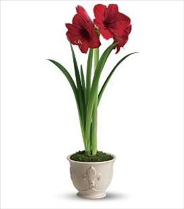 Amaryllis flower | Unscented flower | Brant Floirst