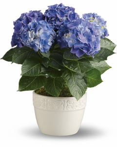 Riverside Blue