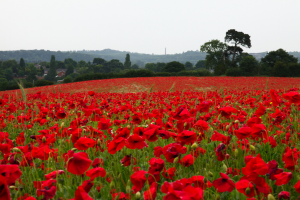 How Did The Poppy Become A Symbol Of Remembrance (2023)