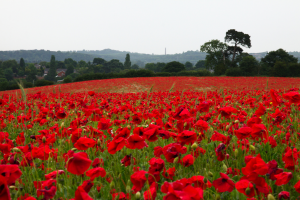 Symbol Of Remembrance Day