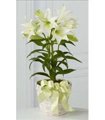 Buy Plants and Planter Baskets - The FTD Easter Lily Plant - B26-4429 Photo of The FTD Easter Lily Plant - B26-4429