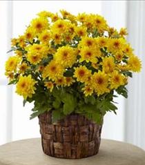 Flower Arrangements for Easter - Chrysanthemum Mum Plant - B7-4923 Photo of Chrysanthemum Mum Plant - B7-4923