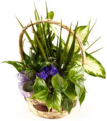 Buy Plants and Planter Baskets - Planter basket with Mixed Plants - BF1011LO Photo of Planter basket with Mixed Plants - BF1011LO