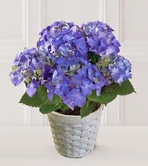 Order Birthday Flowers Online - Deal of the Day - TFDOD2013 Photo of Deal of the Day - TFDOD2013