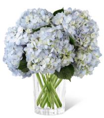 Sympathy+Flowers+++Enchanting+White+Roses+Arranged+++821W
