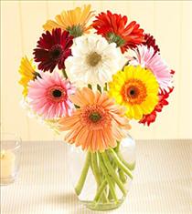 Vase Arrangements - Gerbera Daisy Vased - FFGD Photo of Gerbera Daisy Vased - FFGD