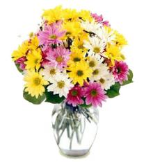 Easter Flower Arrangements - Mixed Daisies Vased - FFDP Photo of Mixed Daisies Vased - FFDP