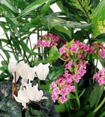 Buy Plants and Planter Baskets - Planter Basket Green and Blooming Plants - EO-6059 Photo of Planter Basket Green and Blooming Plants - EO-6059