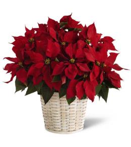 Christmas Corporate Gifts - Red Christmas Poinsettia - B9-3602M Photo of Red Christmas Poinsettia - B9-3602M