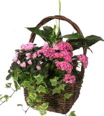 Wicker Basket Flowers - Blooming Plant Basket - P931 Photo of Blooming Plant Basket - P931