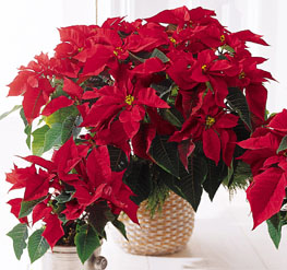 Christmas Corporate Gifts - Red Poinsettia Basket (Large) - B9-3602 Photo of Red Poinsettia Basket (Large) - B9-3602