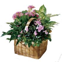 Buy Plants and Planter Baskets - Mixed Plants with Pink - C32-2961 Photo of Mixed Plants with Pink - C32-2961