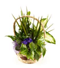 Any Time Same Day - Planter Basket Mixed Plants - BF2950 Photo of Planter Basket Mixed Plants - BF2950
