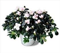 International Destinations - Blooming Plant Variety Varies - SP Blooming Photo of Blooming Plant Variety Varies - SP Blooming