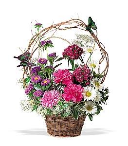 Sympathy Flower Delivery - Butterflies are Fine - TF11-1 Photo of Butterflies are Fine - TF11-1