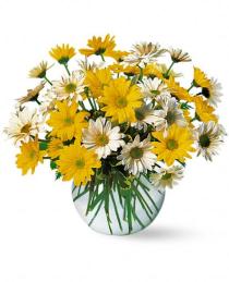Send Spring Flowers Online - Dashing Daisies Flower Bouquet - TF23-3 Photo of Dashing Daisies Flower Bouquet - TF23-3