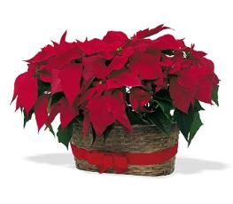 Christmas Corporate Gifts - Double Poinsettia Basket - TF84-2 Photo of Double Poinsettia Basket - TF84-2