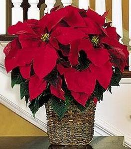 Christmas Corporate Gifts - Poinsettia Color Choice - TF88-1 Photo of Poinsettia Color Choice - TF88-1