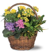 Buy Plants and Planter Baskets - Petite European Basket of Plants - TF127-2 Photo of Petite European Basket of Plants - TF127-2