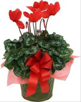 Christmas Flowers Budget - Cyclamen Red - BF Photo of Cyclamen Red - BF