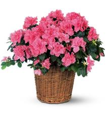 Buy Plants and Planter Baskets - Azalea Blooming Plant - TF131-3 Photo of Azalea Blooming Plant - TF131-3