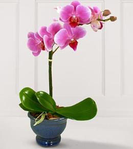 Funeral Floral Arrangements - Phalaenopsis Orchid Plant Lavender or White - TF141-2 Photo of Phalaenopsis Orchid Plant Lavender or White - TF141-2