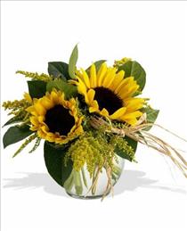 Fall Flowers and Plants - Sassy Sunflowers - TF-F11 Photo of Sassy Sunflowers - TF-F11